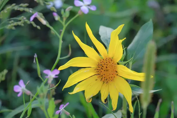 Yazın açan bir çiçeğin yakın çekimi. Bavyera 'nın bahçelerinde ve tarlalarında renkli, parlak ve arı dostu..