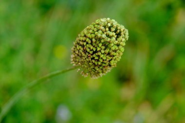 Yazın açan bir çiçeğin yakın çekimi. Bavyera 'nın bahçelerinde ve tarlalarında renkli, parlak ve arı dostu..