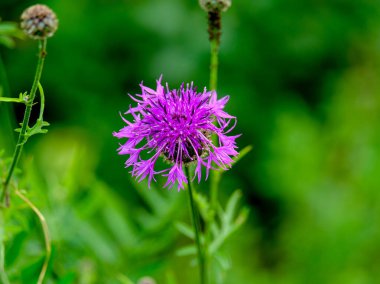 Yazın açan bir çiçeğin yakın çekimi. Bavyera 'nın bahçelerinde ve tarlalarında renkli, parlak ve arı dostu..