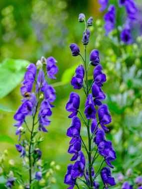 Yazın açan bir çiçeğin yakın çekimi. Bavyera 'nın bahçelerinde ve tarlalarında renkli, parlak ve arı dostu..