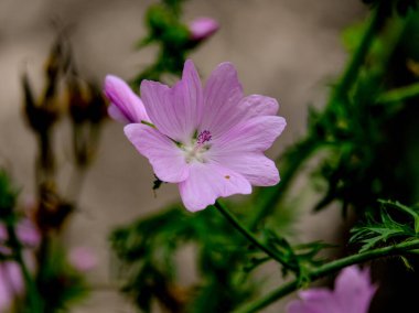 Yazın açan bir çiçeğin yakın çekimi. Bavyera 'nın bahçelerinde ve tarlalarında renkli, parlak ve arı dostu..