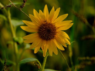 Yazın açan bir çiçeğin yakın çekimi. Bavyera 'nın bahçelerinde ve tarlalarında renkli, parlak ve arı dostu..
