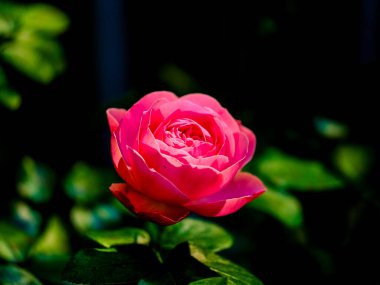 Yazın açan bir çiçeğin yakın çekimi. Bavyera 'nın bahçelerinde ve tarlalarında renkli, parlak ve arı dostu..