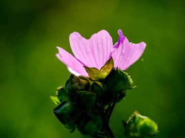 Yazın açan bir çiçeğin yakın çekimi. Bavyera 'nın bahçelerinde ve tarlalarında renkli, parlak ve arı dostu..