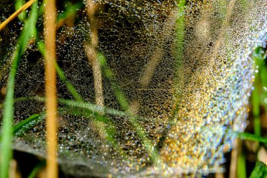 Güneş ışığı yansımalı su damlacıkları. Güneşin altında küçük su damlalarıyla harika bir renk oyunu. Çayırda, güneş ışığında çekilmiş yakın plan..