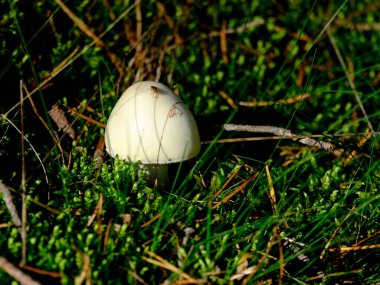 Ormanın zemininde güneş ışığında güzel mantarlar. Sonbaharda Bavyera 'da çekilen güneş ışığında güzel mantarların yakın çekimi..