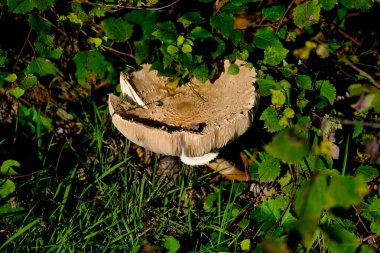 Ormanın zemininde güneş ışığında güzel mantarlar. Sonbaharda Bavyera 'da çekilen güneş ışığında güzel mantarların yakın çekimi..