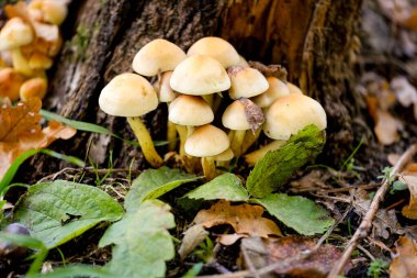 Ormanın zemininde güneş ışığında güzel mantarlar. Sonbaharda Bavyera 'da çekilen güneş ışığında güzel mantarların yakın çekimi..