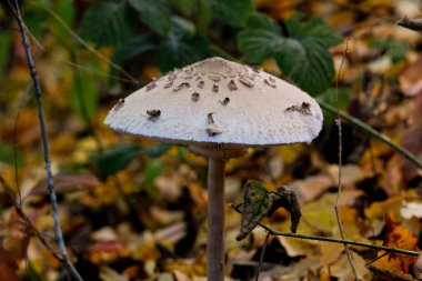 Ormanın zemininde güneş ışığında güzel mantarlar. Sonbaharda Bavyera 'da çekilen güneş ışığında güzel mantarların yakın çekimi..