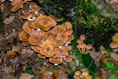 Ormanın zemininde güneş ışığında güzel mantarlar. Sonbaharda Bavyera 'da çekilen güneş ışığında güzel mantarların yakın çekimi..