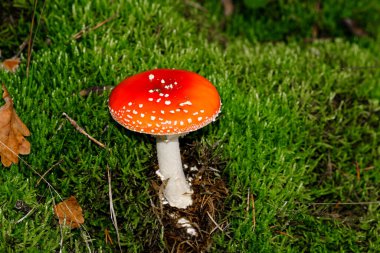 Ormanın zemininde güneş ışığında güzel mantarlar. Sonbaharda Bavyera 'da çekilen güneş ışığında güzel mantarların yakın çekimi..