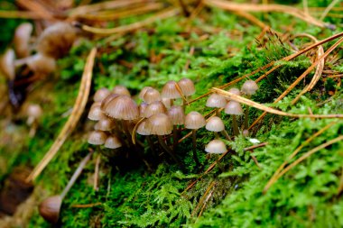 Ormanın zemininde güneş ışığında güzel mantarlar. Sonbaharda Bavyera 'da çekilen güneş ışığında güzel mantarların yakın çekimi..