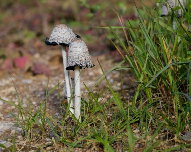 Ormanın zemininde güneş ışığında güzel mantarlar. Sonbaharda Bavyera 'da çekilen güneş ışığında güzel mantarların yakın çekimi..