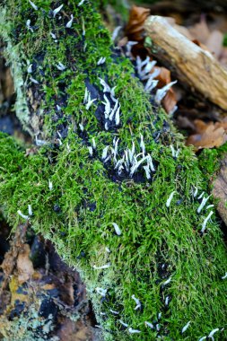 Ormanın zemininde güneş ışığında güzel mantarlar. Sonbaharda Bavyera 'da çekilen güneş ışığında güzel mantarların yakın çekimi..