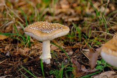 Ormanın zemininde güneş ışığında güzel mantarlar. Sonbaharda Bavyera 'da çekilen güneş ışığında güzel mantarların yakın çekimi..