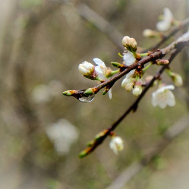 Güneşin altında küçük su damlalarıyla harika bir renk oyunu. Çayırda, güneş ışığında çekilmiş yakın plan..