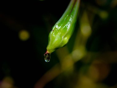 Güneşin altında küçük su damlalarıyla harika bir renk oyunu. Çayırda, güneş ışığında çekilmiş yakın plan..