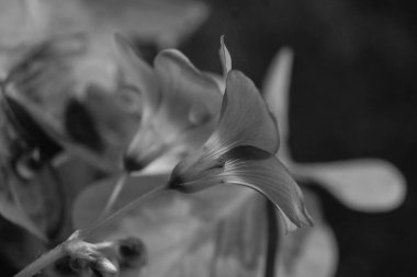 Güneşin altındaki güzel bitkiler. Doğanın güzelliği her yerde bulunabilir. Çok güçlü ve güzel bitkiler resimlerde sonsuza dek yer alır..