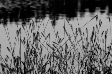 Güneşin altındaki güzel bitkiler. Doğanın güzelliği her yerde bulunabilir. Çok güçlü ve güzel bitkiler resimlerde sonsuza dek yer alır..