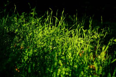 Güneşin altındaki güzel bitkiler. Doğanın güzelliği her yerde bulunabilir. Çok güçlü ve güzel bitkiler resimlerde sonsuza dek yer alır..