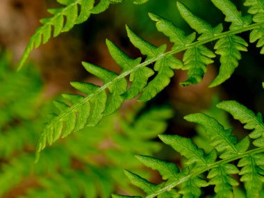 Güneşin altındaki güzel bitkiler. Doğanın güzelliği her yerde bulunabilir. Çok güçlü ve güzel bitkiler resimlerde sonsuza dek yer alır..