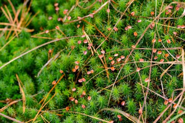 Güneşin altındaki güzel bitkiler. Doğanın güzelliği her yerde bulunabilir. Çok güçlü ve güzel bitkiler resimlerde sonsuza dek yer alır..