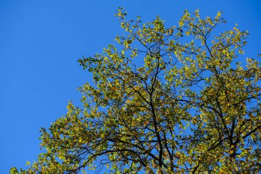 Güneşin altındaki güzel bitkiler. Doğanın güzelliği her yerde bulunabilir. Çok güçlü ve güzel bitkiler resimlerde sonsuza dek yer alır..