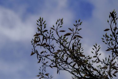 Güneşin altındaki güzel bitkiler. Doğanın güzelliği her yerde bulunabilir. Çok güçlü ve güzel bitkiler resimlerde sonsuza dek yer alır..