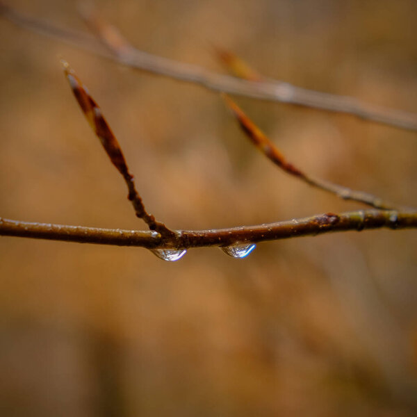 Wonderful play of colours with small drops of water in the sun. Close-up taken in the sunshine in the meadow.