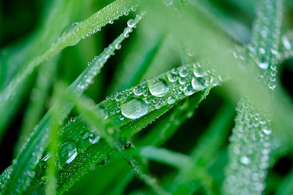 Wonderful play of colours with small drops of water in the sun. Close-up taken in the sunshine in the meadow.