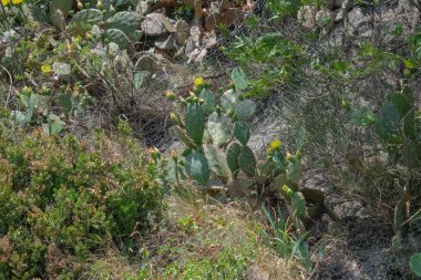 Güneşin altındaki güzel bitkiler. Doğanın güzelliği her yerde bulunabilir. Çok güçlü ve güzel bitkiler resimlerde sonsuza dek yer alır..