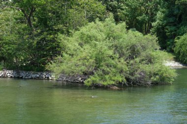 Akşam havasında güzel bir manzara, gün ışığında suyun yanında. Deniz, göl ya da nehir, su doğanın en güzel elementlerinden biridir. Güneşte parlıyor, her bayramı daha da güzelleştiriyor..
