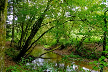 Akşam havasında güzel bir manzara, gün ışığında suyun yanında. Deniz, göl ya da nehir, su doğanın en güzel elementlerinden biridir. Güneşte parlıyor, her bayramı daha da güzelleştiriyor..