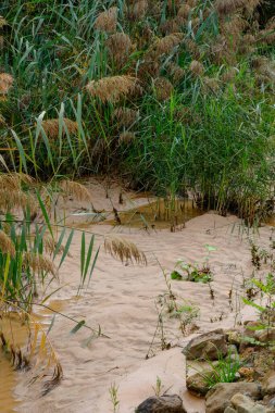 Akşam havasında güzel bir manzara, gün ışığında suyun yanında. Deniz, göl ya da nehir, su doğanın en güzel elementlerinden biridir. Güneşte parlıyor, her bayramı daha da güzelleştiriyor..