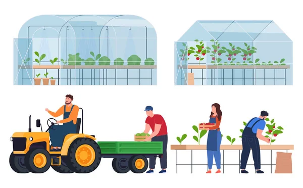 Odling Produkter Växthus Ekologiskt Jordbruk Användbara Färska Produkter — Stock vektor