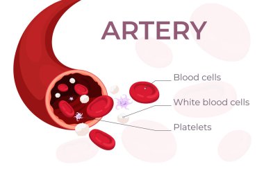 Bölgede kan olan bir atardamar. Dolaşım sistemi onun bileşenleridir. Kırmızı kan hücreleri, beyaz kan hücreleri, trombositler, çizgi film tarzında lenfositler..