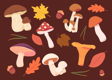 Çizgi film mantarları. Zehirli ve yenilebilir mantarlar. Vahşi mantar türleri..