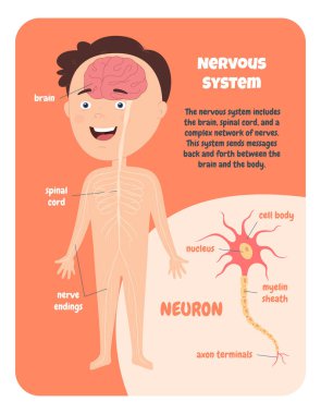 İnsan sinir sistemi çocuk diyagramı. İnsan anatomisi üzerine çalışıyorum. Bir çocuk için eğitim. Vücudum.