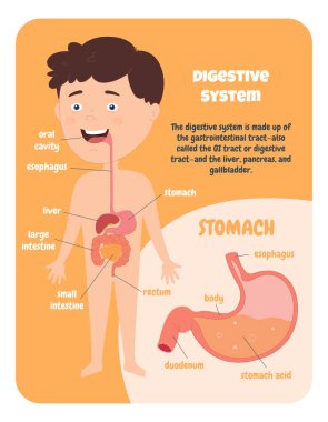 İnsan sindirim sistemi çocuk diyagramı. İnsan anatomisi üzerine çalışıyorum. Bir çocuk için eğitim. Vücudum.
