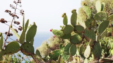 Opuntia stenopetala, dikenli armut ya da çiçek açmış armut kaktüsü. Güzel, Fransa