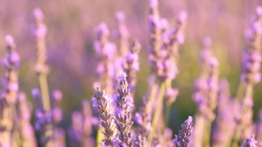 Menekşe lavanta tarlasında gün batımı. Valensole lavanta tarlaları, Provence, Fransa.