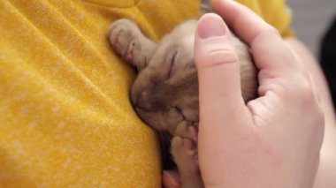 Sahibinin elinde neşeli ve mutlu bir kedi yavrusu. Kız kediyi okşuyor. Şirin Burmalı kedi portresi, ellerinde yatan evcil kedi. Uyku kedisi. Mutlu sevimli evcil hayvanlar kavramı.