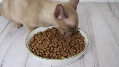 Sevimli kedi yavrusu kase içindeki kuru kedi mamalarını yiyor. Yakın çekim sevimli kedi davranışlarını yakalar. Evcil hayvan içeriği, kedi maması reklamları. TV, web ve sosyal medya için yüksek çözünürlüklü video.