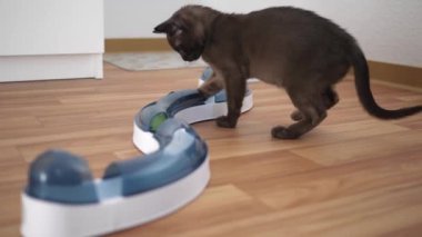 Evde top kovalayan kedi. Komik yerli Birmanya kedisi içeride oynuyor. Evcil hayvanlar, kediler ve topları olan kediler için oyuncaklar