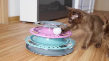 Evde top kovalayan kedi. Komik yerli Birmanya kedisi içeride oynuyor. Evcil hayvanlar, kediler ve topları olan kediler için oyuncaklar