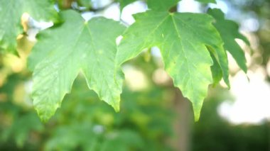 Meşe palamudunda yeşil yapraklar. Doğa bahar ve yaz arkaplanı.
