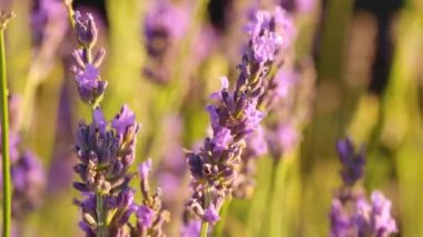 Menekşe lavanta tarlasında gün batımı. Valensole lavanta tarlaları, Provence, Fransa.