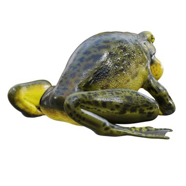 Goliath Bullfrog 'un 3D çizimi