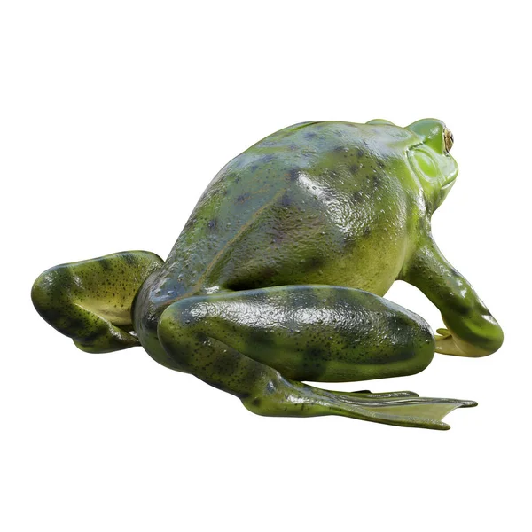 Ilustración American Bullfrog —  Fotos de Stock