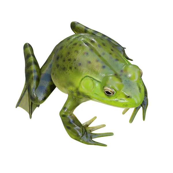 Illusztrációja American Bullfrog — Stock Fotó
